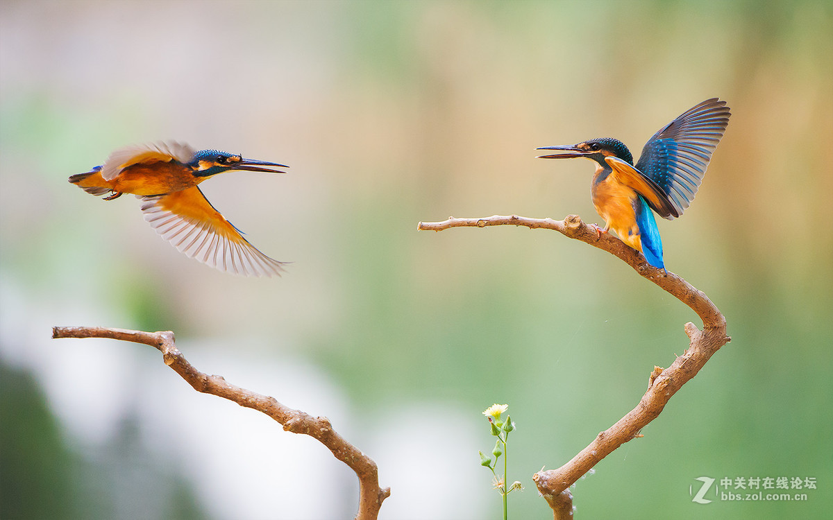 “三亿体育”《恶魔城》动画第二季什么时候播出 居然延期了