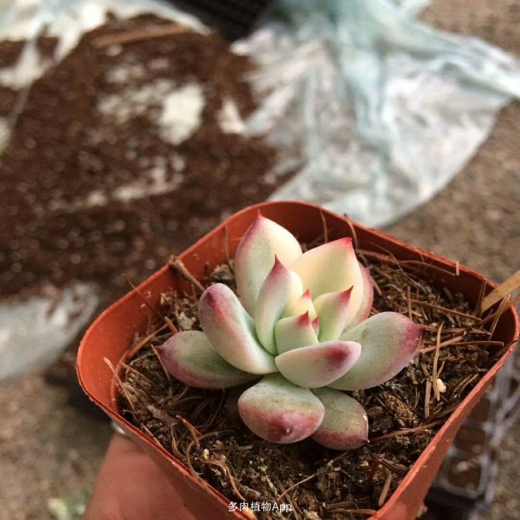 三亿体育手机版|《星期一的丰满》新来女高中生秘密被同学知晓 