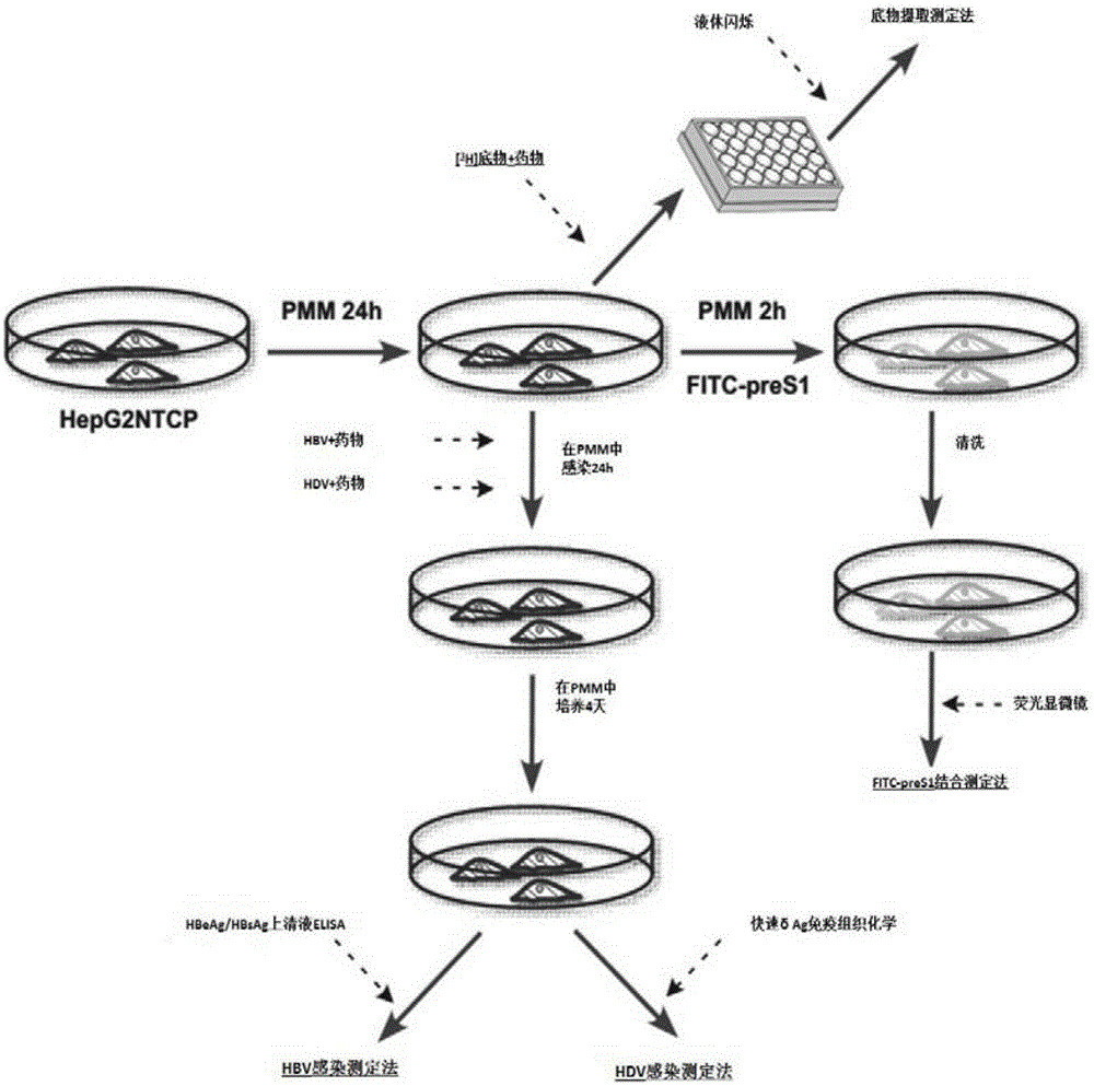世界级后羿称号或易主,他的后羿在挑战不可能成就,已成功一大半‘三亿体育官网’(图2) 三亿体育手机版