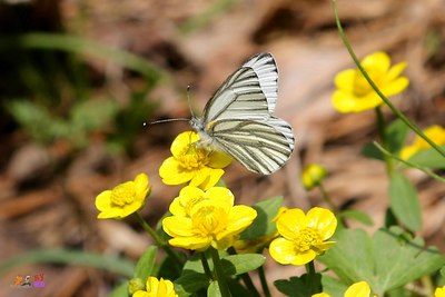三亿体育官网-《一拳超人》重置版第143话：僵尸男VS吸血鬼